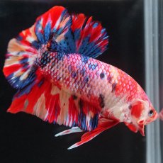 画像15: HMPK　キャンディ (15)