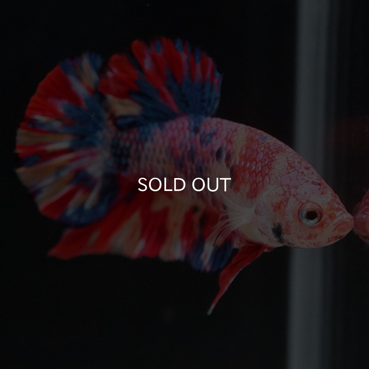 画像16: HMPK　キャンディ (16)