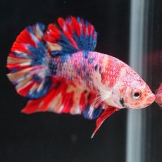 画像16: HMPK　キャンディ (16)