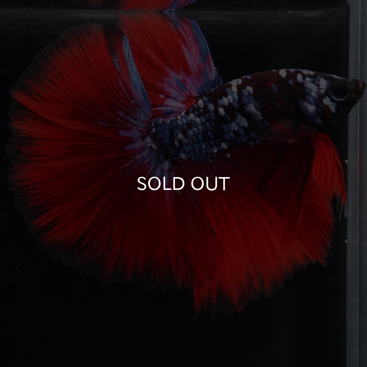 画像3: HM　ブラックスター代わり柄 (3)