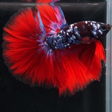 画像3: HM　ブラックスター代わり柄 (3)