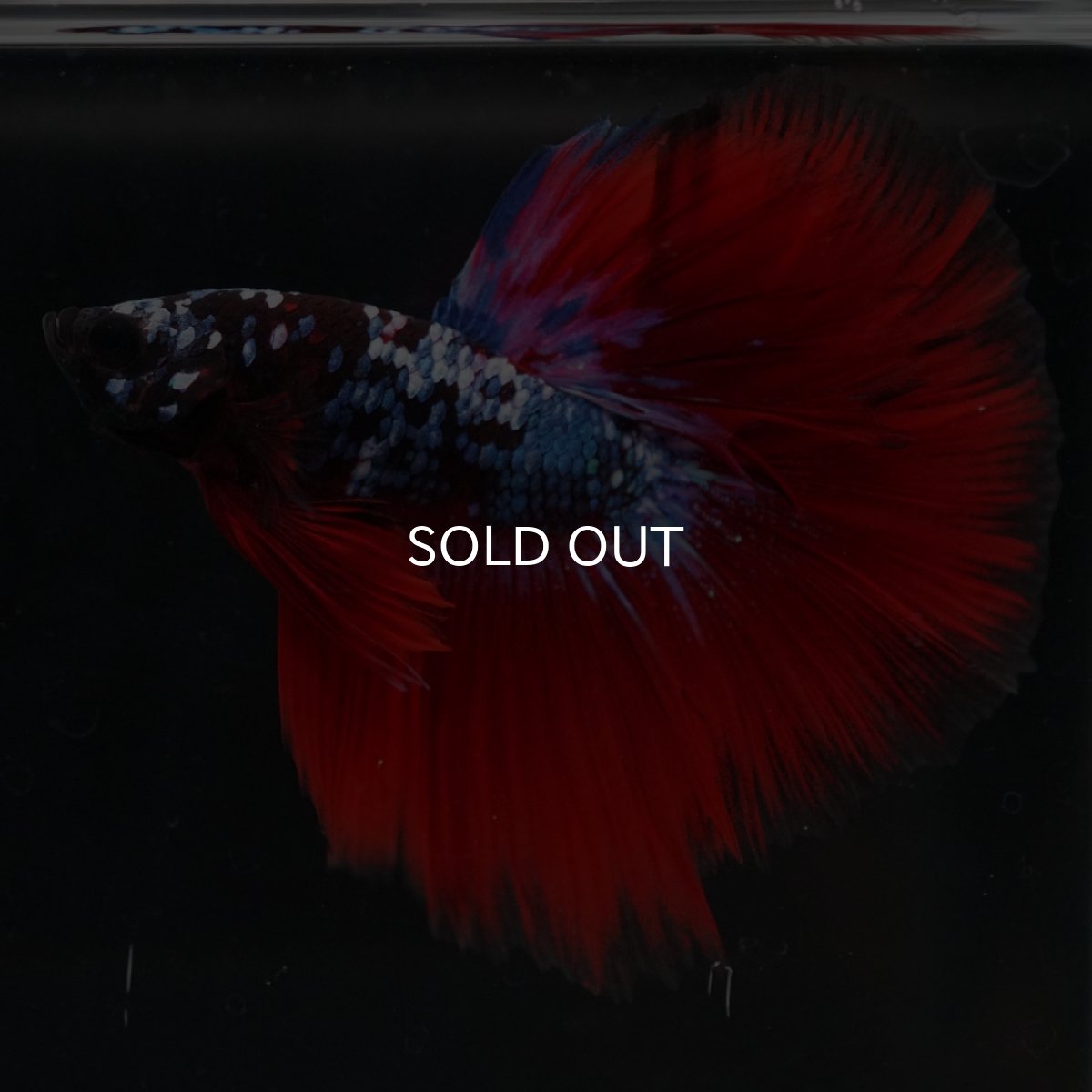 画像4: HM　ブラックスター代わり柄 (4)