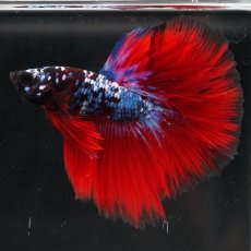 画像4: HM　ブラックスター代わり柄 (4)