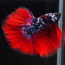 画像5: HM　ブラックスター代わり柄 (5)