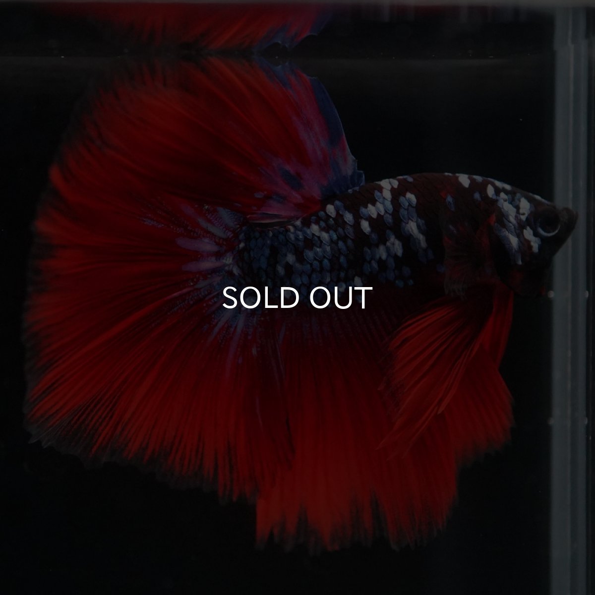 画像6: HM　ブラックスター代わり柄 (6)