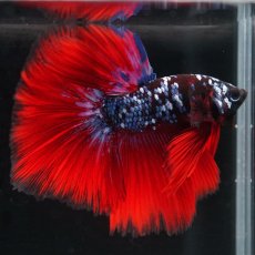 画像6: HM　ブラックスター代わり柄 (6)