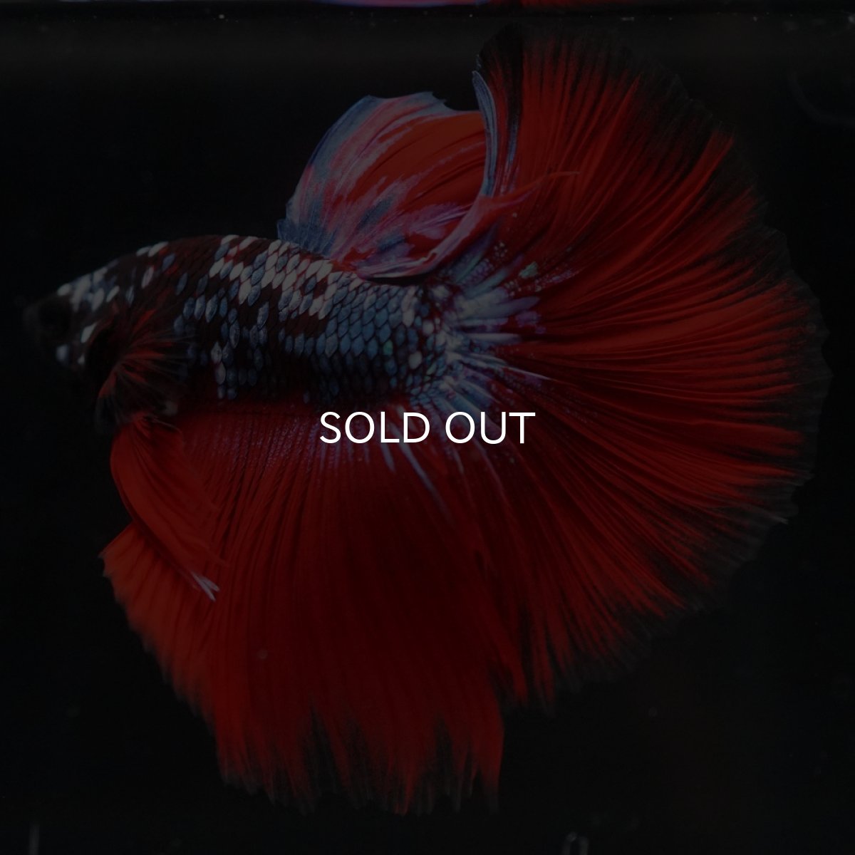 画像7: HM　ブラックスター代わり柄 (7)