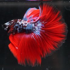 画像7: HM　ブラックスター代わり柄 (7)