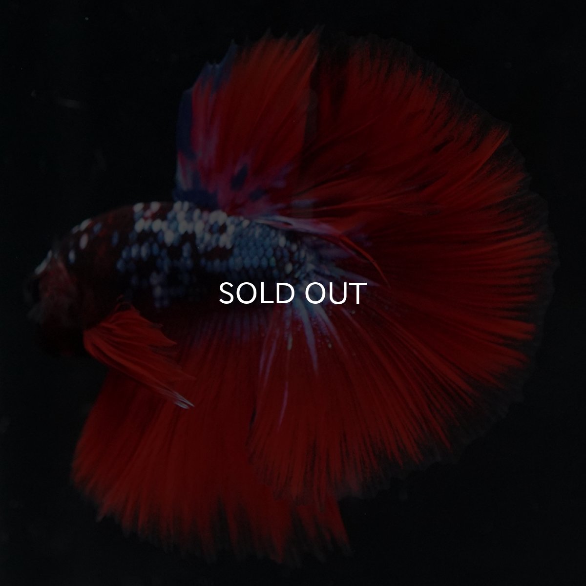 画像8: HM　ブラックスター代わり柄 (8)