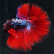 画像8: HM　ブラックスター代わり柄 (8)