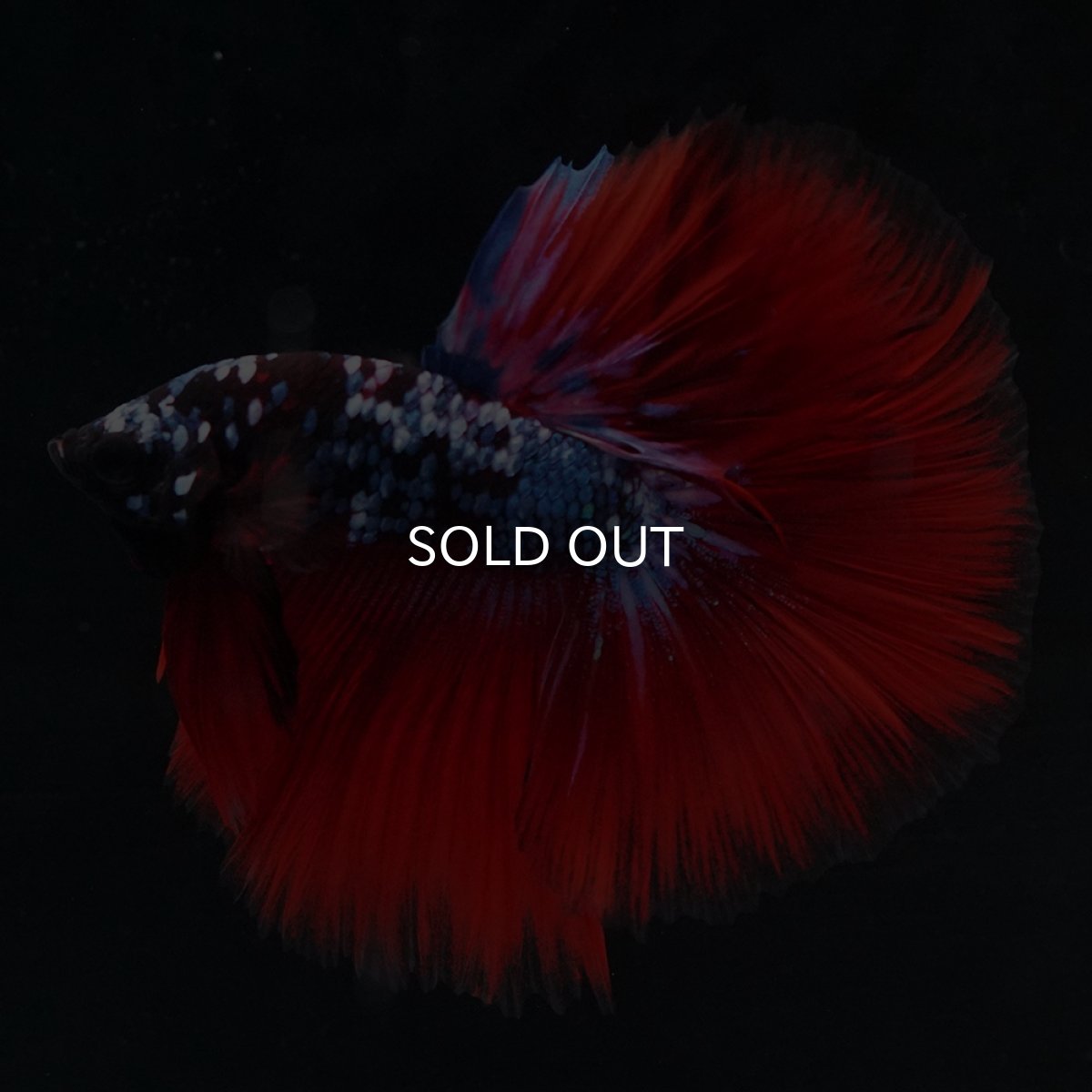 画像2: HM　ブラックスター代わり柄 (2)