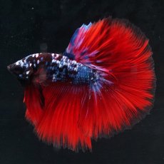 画像2: HM　ブラックスター代わり柄 (2)