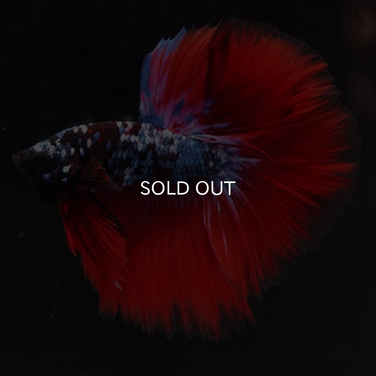 画像9: HM　ブラックスター代わり柄 (9)