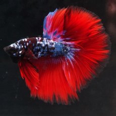 画像9: HM　ブラックスター代わり柄 (9)