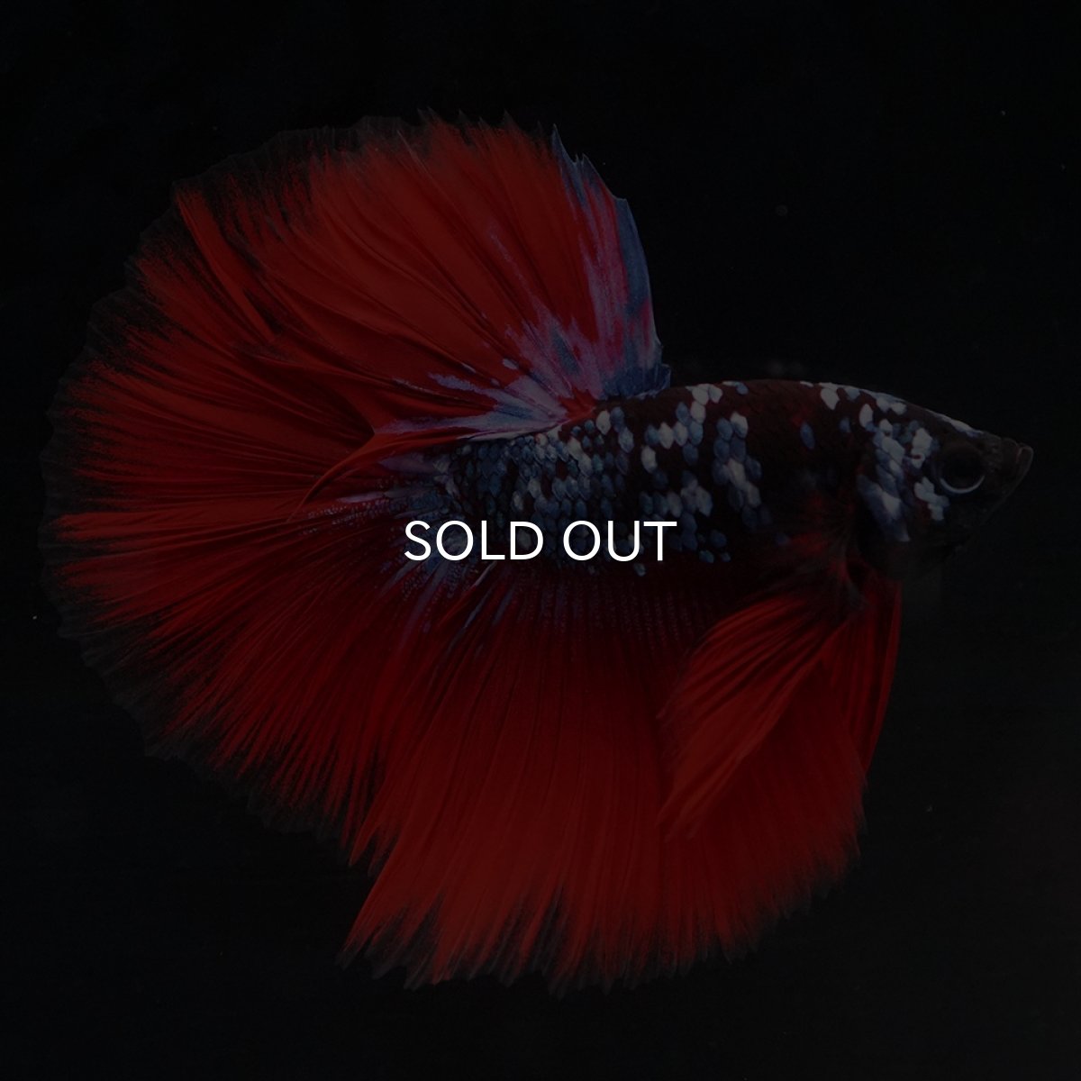 画像1: HM　ブラックスター代わり柄 (1)