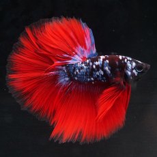 画像1: HM　ブラックスター代わり柄 (1)