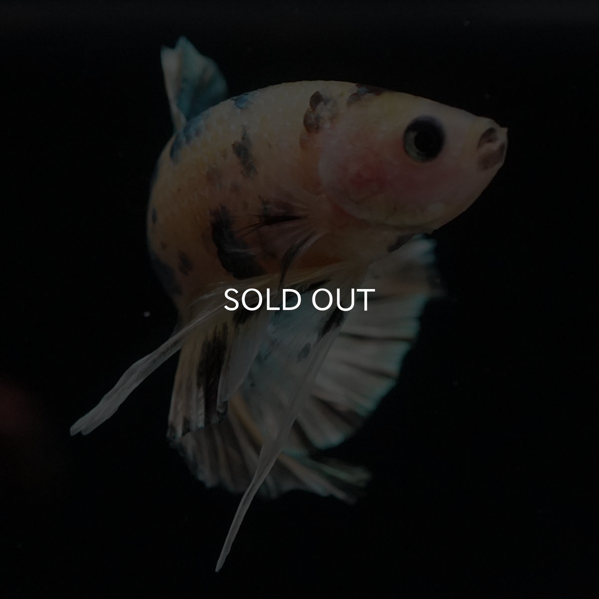 画像7: HMPK　イエロータイガー　カッパー (7)