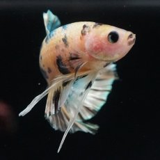 画像7: HMPK　イエロータイガー　カッパー (7)