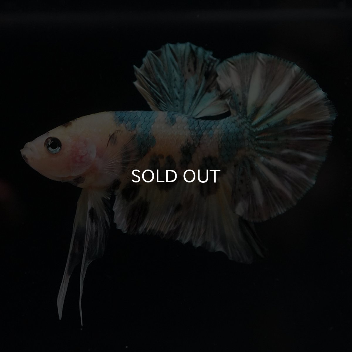 画像9: HMPK　イエロータイガー　カッパー (9)