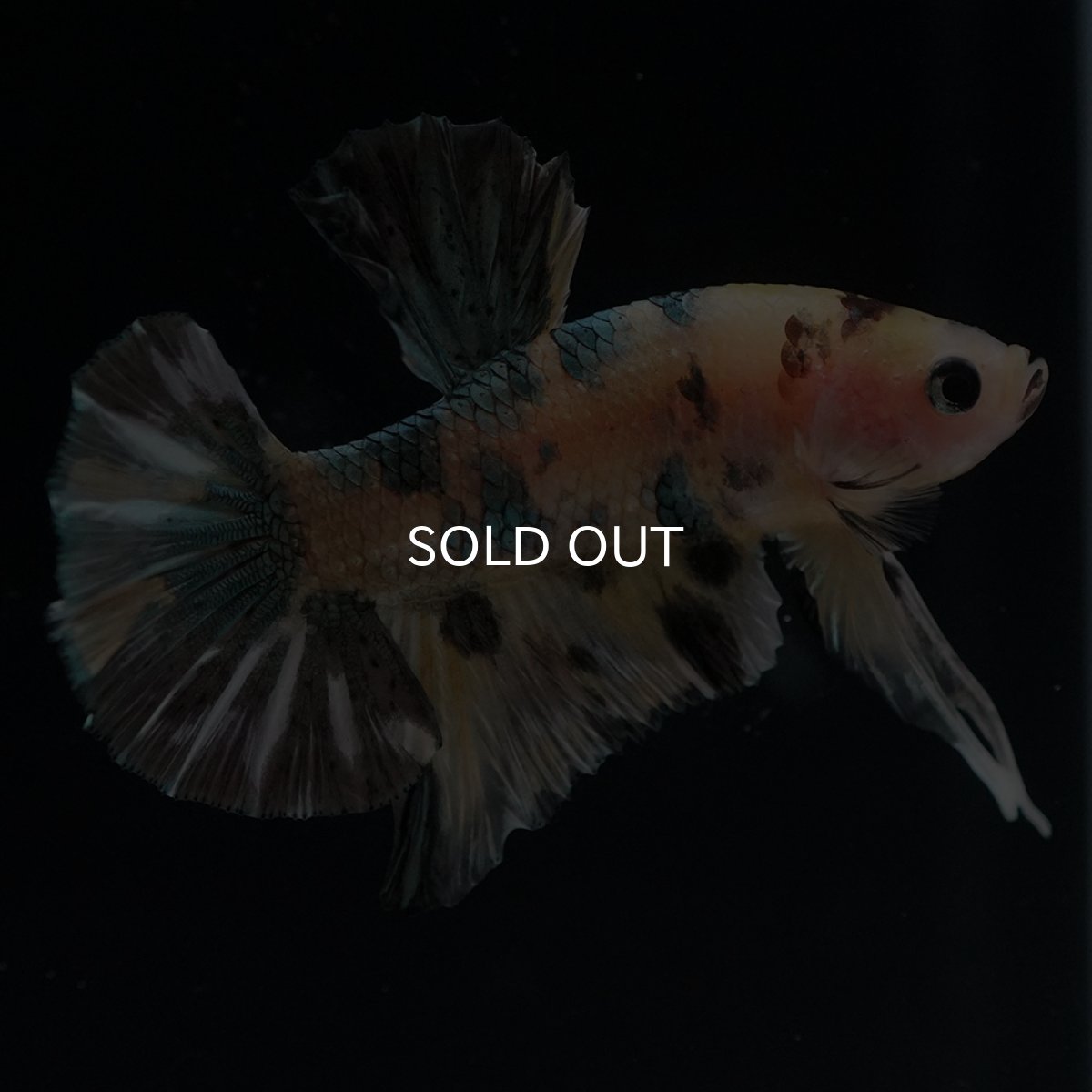 画像10: HMPK　イエロータイガー　カッパー (10)