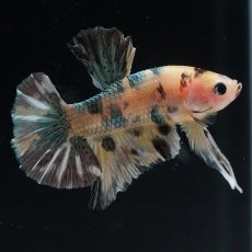 画像10: HMPK　イエロータイガー　カッパー (10)