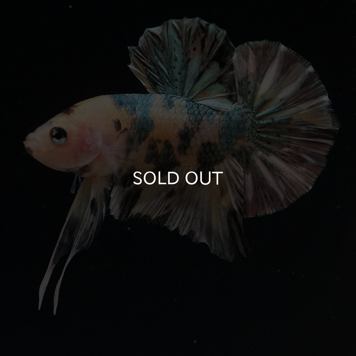 画像4: HMPK　イエロータイガー　カッパー (4)