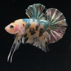 画像4: HMPK　イエロータイガー　カッパー (4)