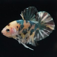 画像11: HMPK　イエロータイガー　カッパー (11)