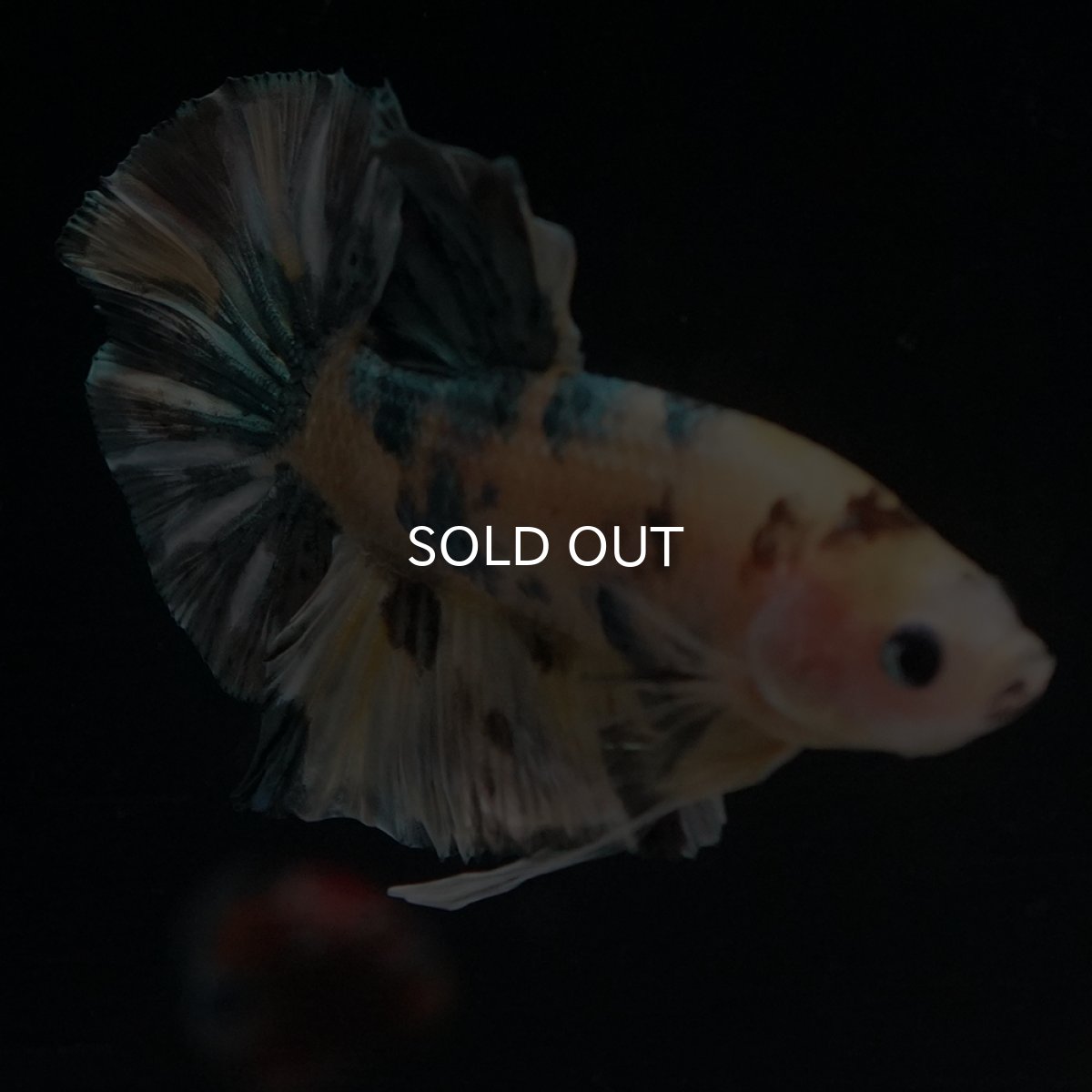 画像12: HMPK　イエロータイガー　カッパー (12)