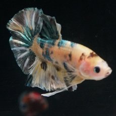 画像12: HMPK　イエロータイガー　カッパー (12)