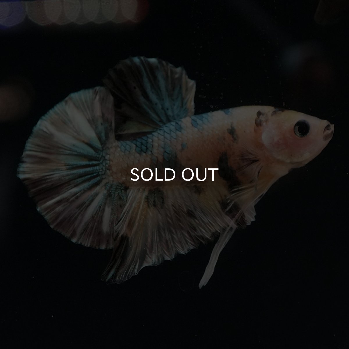 画像2: HMPK　イエロータイガー　カッパー (2)