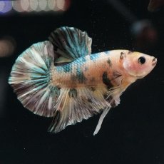 画像2: HMPK　イエロータイガー　カッパー (2)