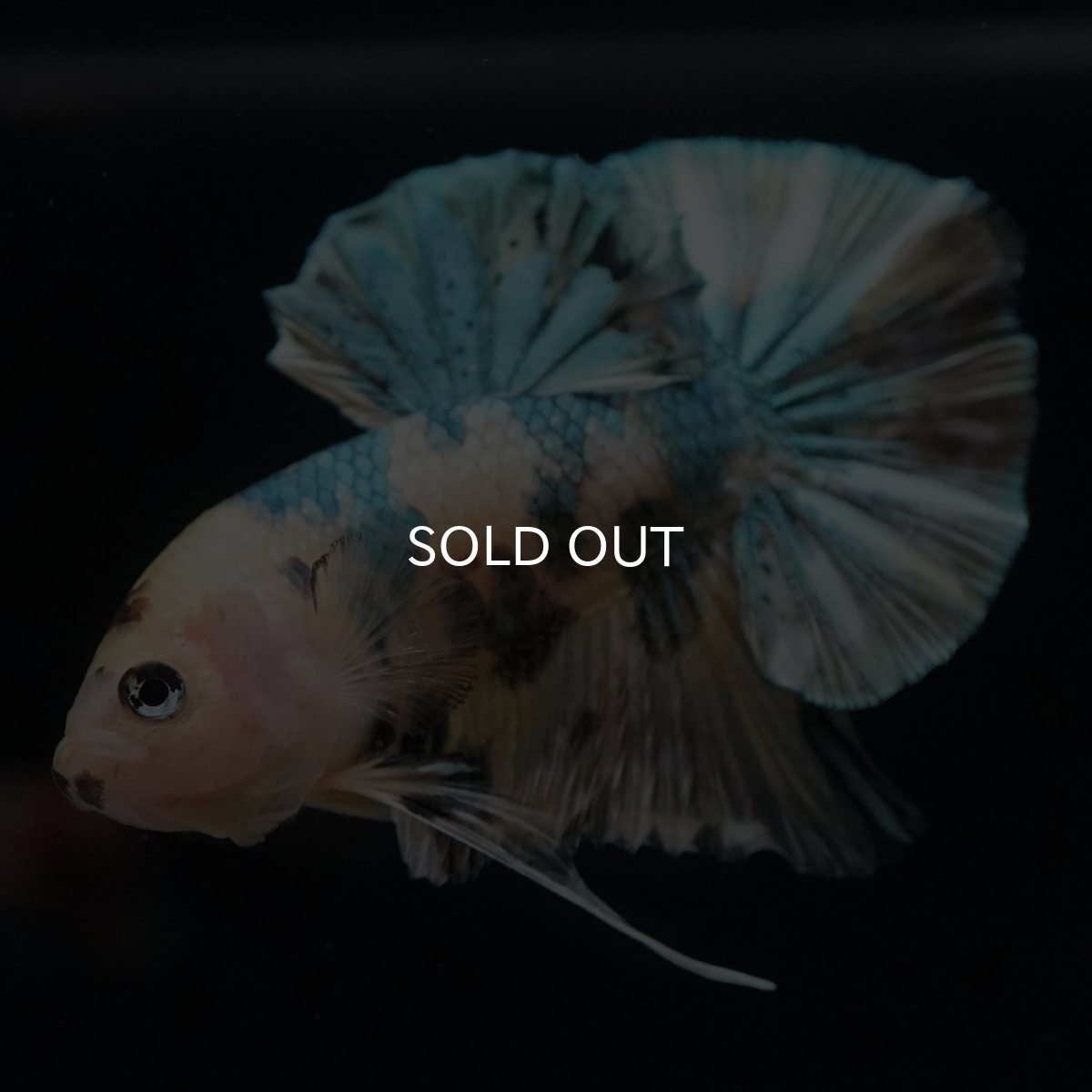 画像3: HMPK　イエロータイガー　カッパー (3)