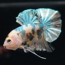 画像3: HMPK　イエロータイガー　カッパー (3)