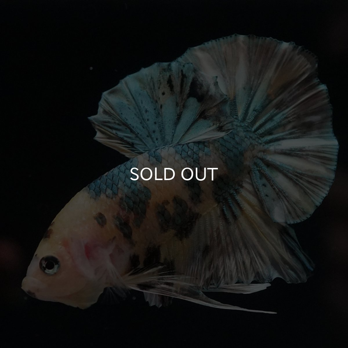 画像1: HMPK　イエロータイガー　カッパー (1)