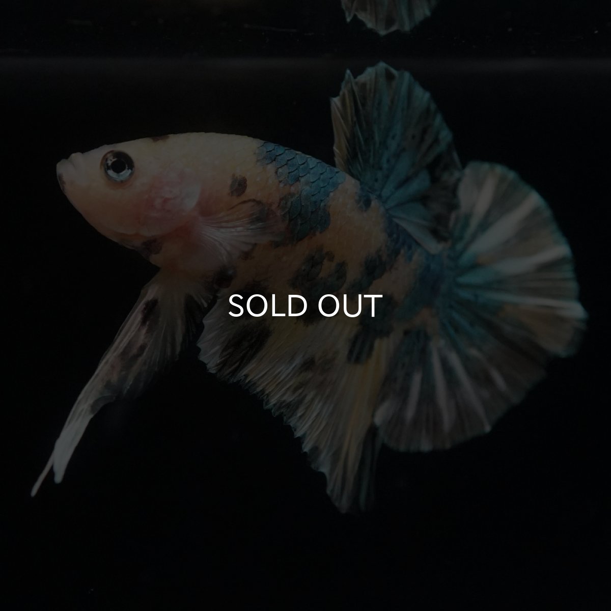 画像13: HMPK　イエロータイガー　カッパー (13)