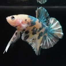 画像13: HMPK　イエロータイガー　カッパー (13)