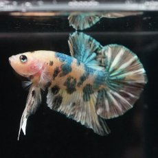 画像8: HMPK　イエロータイガー　カッパー (8)