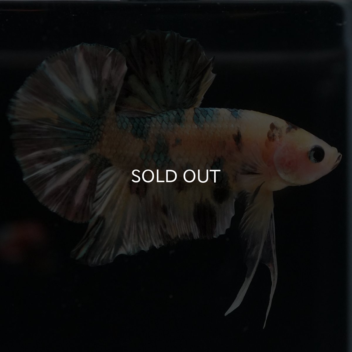 画像5: HMPK　イエロータイガー　カッパー (5)