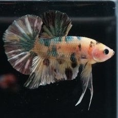 画像5: HMPK　イエロータイガー　カッパー (5)