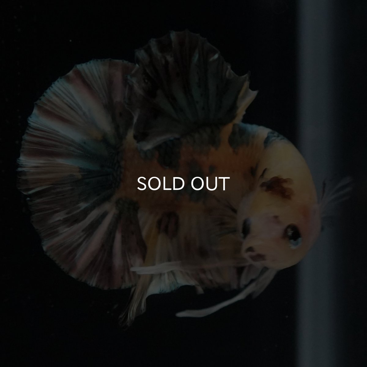 画像14: HMPK　イエロータイガー　カッパー (14)