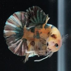 画像14: HMPK　イエロータイガー　カッパー (14)