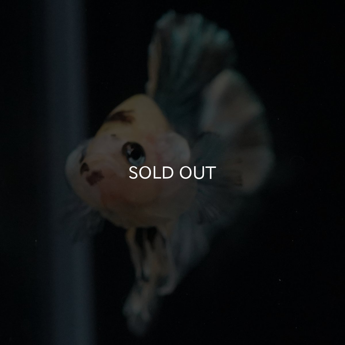 画像15: HMPK　イエロータイガー　カッパー (15)