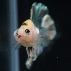 画像15: HMPK　イエロータイガー　カッパー (15)