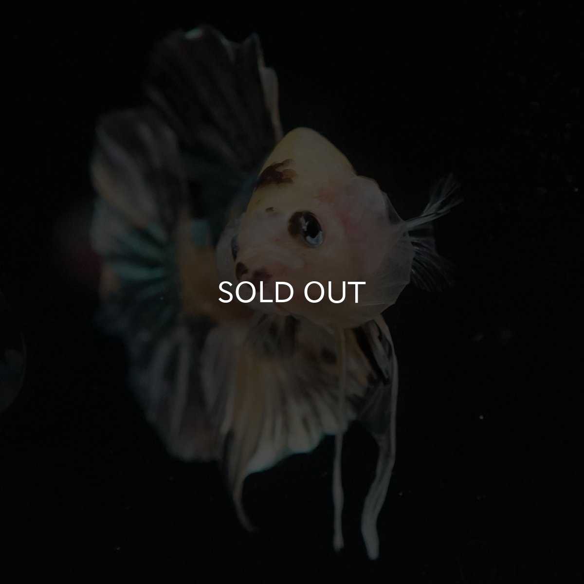 画像16: HMPK　イエロータイガー　カッパー (16)