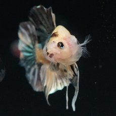 画像16: HMPK　イエロータイガー　カッパー (16)