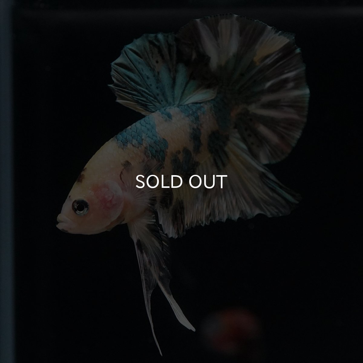 画像6: HMPK　イエロータイガー　カッパー (6)