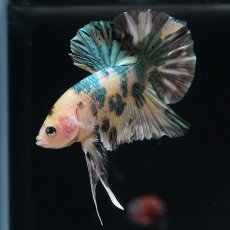 画像6: HMPK　イエロータイガー　カッパー (6)