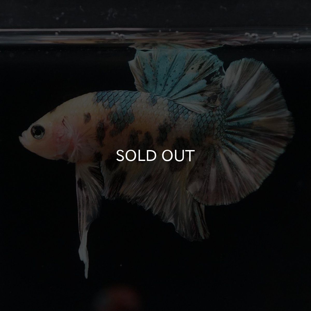 画像17: HMPK　イエロータイガー　カッパー (17)