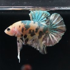 画像17: HMPK　イエロータイガー　カッパー (17)